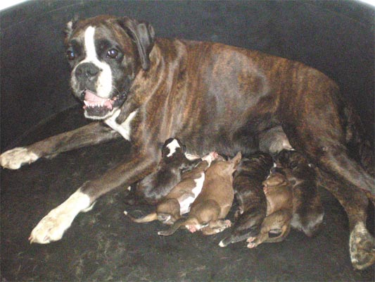 cuccioli_allevamento_cani_boxer_degli_scarronzoni_livorno_toscana_italia