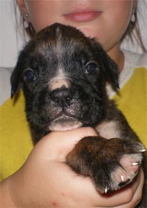 cuccioli_allevamento_cani_boxer_degli_scarronzoni_livorno_toscana_italia