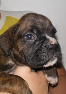 cuccioli_allevamento_cani_boxer_degli_scarronzoni_livorno_toscana_italia