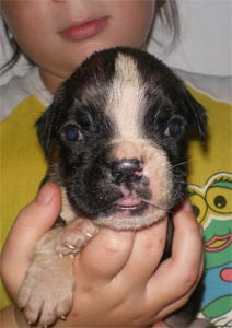 cuccioli_allevamento_cani_boxer_degli_scarronzoni_livorno_toscana_italia