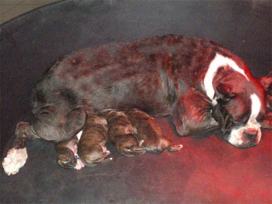   cuccioli_allevamento_cani_boxer_degli_scarronzoni_livorno_toscana_italia