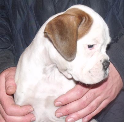 cuccioli_allevamento_cani_boxer_degli_scarronzoni_livorno_toscana_italia