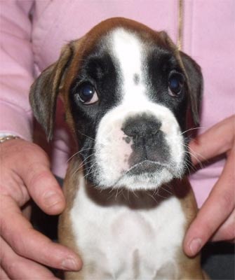 cuccioli_allevamento_cani_boxer_degli_scarronzoni_livorno_toscana_italia