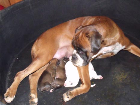 cuccioli_allevamento_cani_boxer_degli_scarronzoni_livorno_toscana_italia