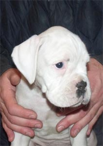 cuccioli_allevamento_cani_boxer_degli_scarronzoni_livorno_toscana_italia