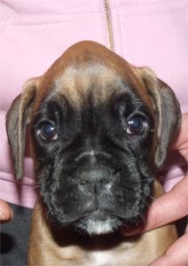 cuccioli_allevamento_cani_boxer_degli_scarronzoni_livorno_toscana_italia