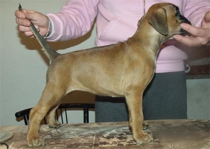 cuccioli_allevamento_cani_boxer_degli_scarronzoni_livorno_toscana_italia