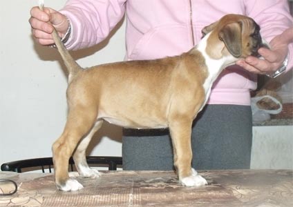cuccioli_allevamento_cani_boxer_degli_scarronzoni_livorno_toscana_italia