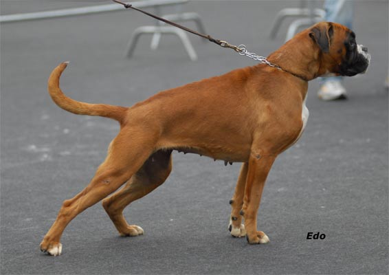 cuccioli_allevamento_cani_boxer_degli_scarronzoni_livorno_toscana_italia