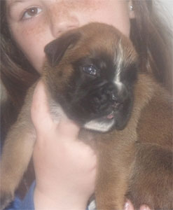 allevamento_cani_boxer_degli_scarronzoni_cuccioli_disponibili_livorno_toscana_italia