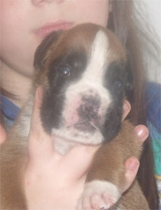 allevamento_cani_boxer_degli_scarronzoni_cuccioli_disponibili_livorno_toscana_italia