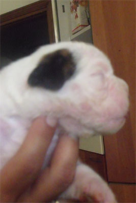 allevamento_cani_boxer_degli_scarronzoni_cuccioli_disponibili_livorno_toscana_italia