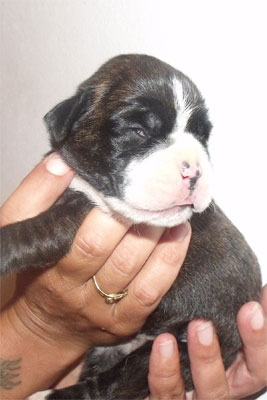 allevamento_cani_boxer_degli_scarronzoni_cuccioli_disponibili_livorno_toscana_italia