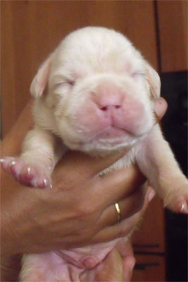 allevamento_cani_boxer_degli_scarronzoni_cuccioli_disponibili_livorno_toscana_italia