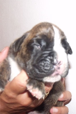 allevamento_cani_boxer_degli_scarronzoni_cuccioli_disponibili_livorno_toscana_italia