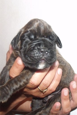 allevamento_cani_boxer_degli_scarronzoni_cuccioli_disponibili_livorno_toscana_italia