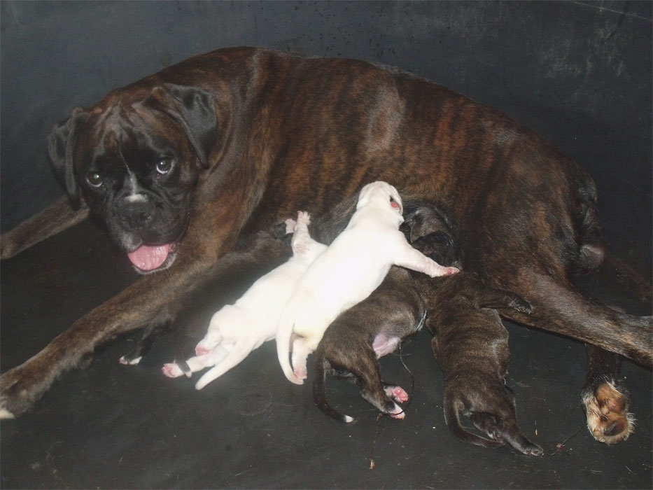 allevamento_cani_boxer_degli_scarronzoni_cuccioli_disponibili_livorno_toscana_italia