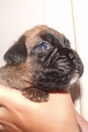 allevamento_cani_boxer_degli_scarronzoni_cuccioli_disponibili_livorno_toscana_italia