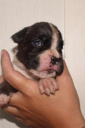 allevamento_cani_boxer_degli_scarronzoni_cuccioli_disponibili_livorno_toscana_italia