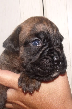allevamento_cani_boxer_degli_scarronzoni_cuccioli_disponibili_livorno_toscana_italia