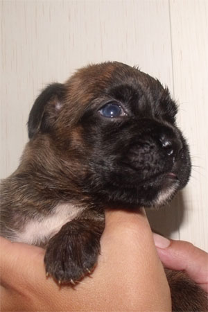 allevamento_cani_boxer_degli_scarronzoni_cuccioli_disponibili_livorno_toscana_italia
