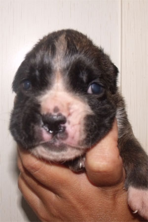 allevamento_cani_boxer_degli_scarronzoni_cuccioli_disponibili_livorno_toscana_italia