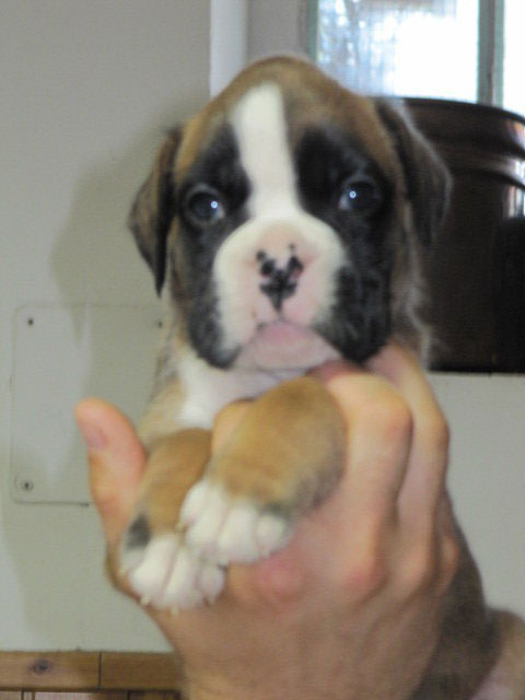 allevamento_cani_boxer_degli_scarronzoni_cuccioli_disponibili_livorno_toscana_italia