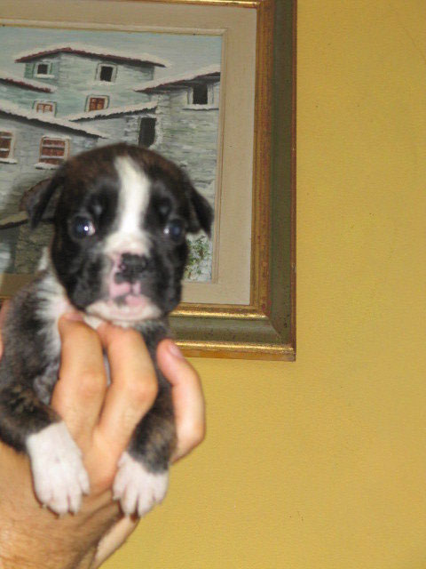 allevamento_cani_boxer_degli_scarronzoni_cuccioli_disponibili_livorno_toscana_italia