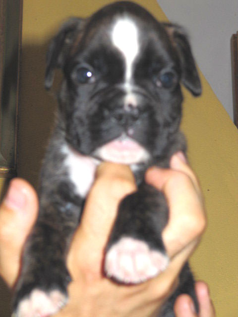 allevamento_cani_boxer_degli_scarronzoni_cuccioli_disponibili_livorno_toscana_italia