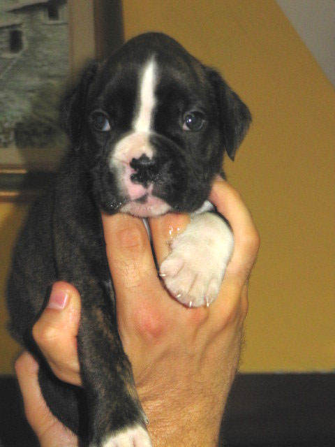 allevamento_cani_boxer_degli_scarronzoni_cuccioli_disponibili_livorno_toscana_italia