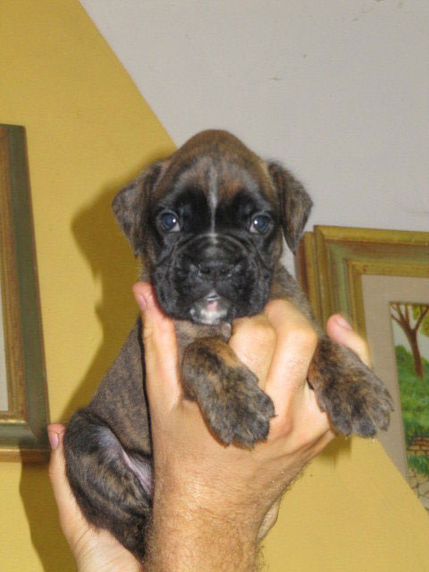 allevamento_cani_boxer_degli_scarronzoni_cuccioli_disponibili_livorno_toscana_italia