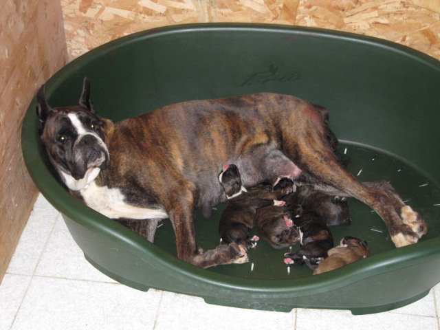 allevamento_cani_boxer_degli_scarronzoni_cuccioli_disponibili_livorno_toscana_italia