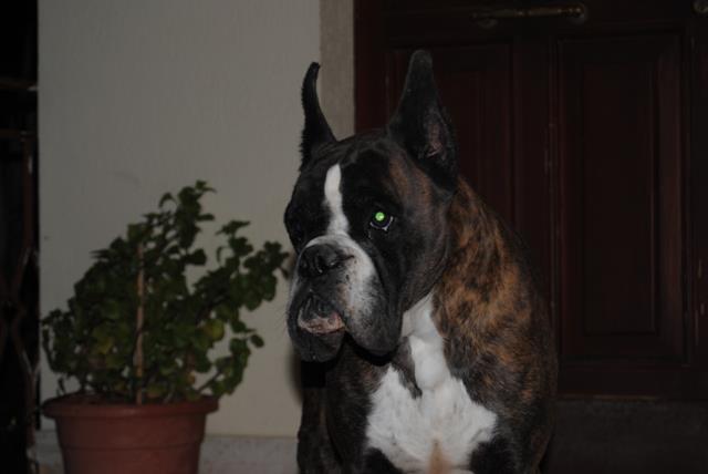 allevamento_cani_boxer_degli_scarronzoni_cuccioli_disponibili_livorno_toscana_italia