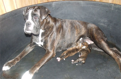 allevamento_cani_boxer_degli_scarronzoni_cuccioli_disponibili_livorno_toscana_italia