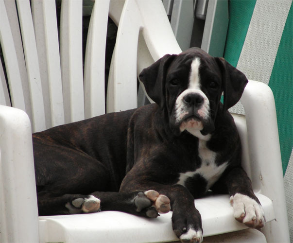 allevamento_cani_boxer_degli_scarronzoni_cuccioli_disponibili_livorno_toscana_italia