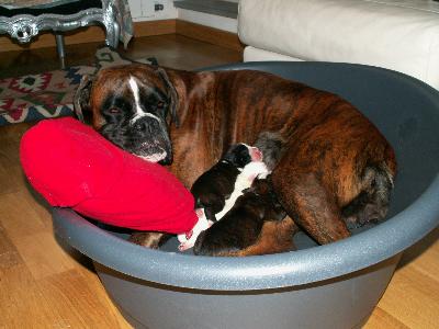 allevamento_cani_boxer_degli_scarronzoni_cuccioli_disponibili_livorno_toscana_italia