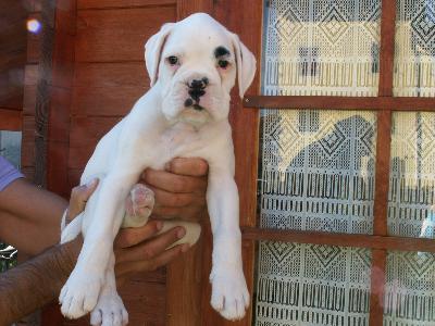 allevamento_cani_boxer_degli_scarronzoni_cuccioli_disponibili_livorno_toscana_italia