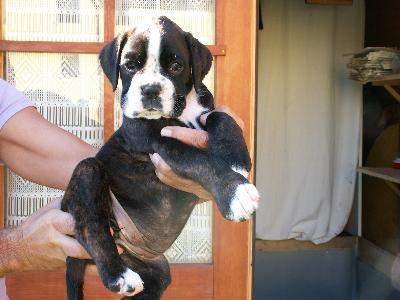 allevamento_cani_boxer_degli_scarronzoni_cuccioli_disponibili_livorno_toscana_italia