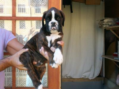allevamento_cani_boxer_degli_scarronzoni_cuccioli_disponibili_livorno_toscana_italia