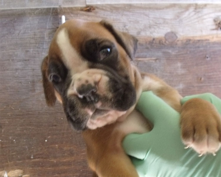 allevamento_cani_boxer_degli_scarronzoni_cuccioli_disponibili_livorno_toscana_italia
