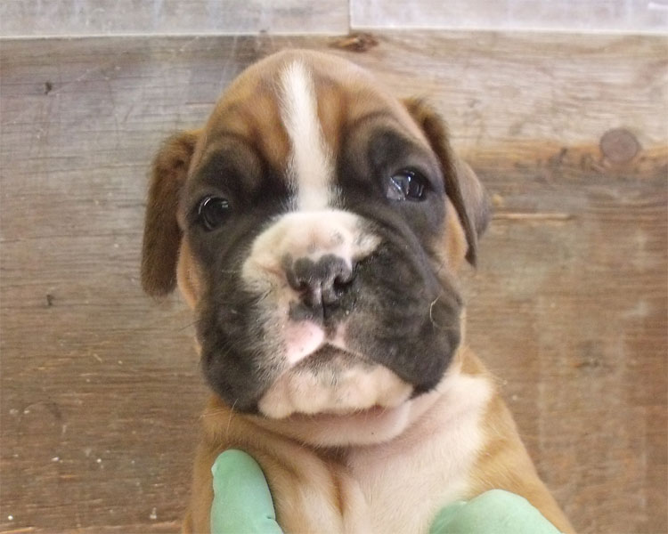 allevamento_cani_boxer_degli_scarronzoni_cuccioli_disponibili_livorno_toscana_italia