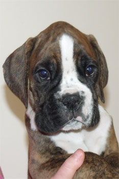 allevamento_cani_boxer_degli_scarronzoni_cuccioli_disponibili_livorno_toscana_italia