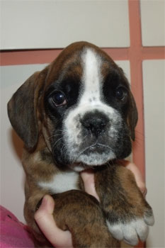 allevamento_cani_boxer_degli_scarronzoni_cuccioli_disponibili_livorno_toscana_italia
