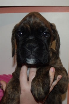 allevamento_cani_boxer_degli_scarronzoni_cuccioli_disponibili_livorno_toscana_italia