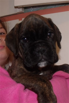 allevamento_cani_boxer_degli_scarronzoni_cuccioli_disponibili_livorno_toscana_italia