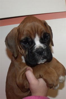 allevamento_cani_boxer_degli_scarronzoni_cuccioli_disponibili_livorno_toscana_italia