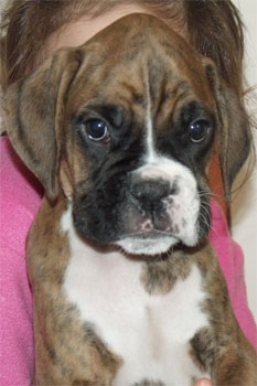 allevamento_cani_boxer_degli_scarronzoni_cuccioli_disponibili_livorno_toscana_italia