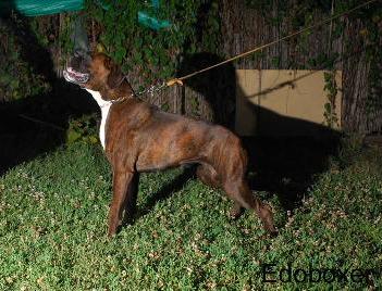 allevamento_cani_boxer_degli_scarronzoni_cuccioli_disponibili_livorno_toscana_italia