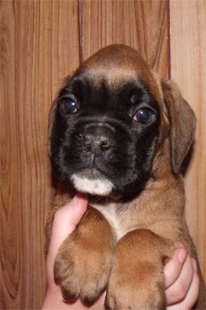 allevamento_cani_boxer_degli_scarronzoni_cuccioli_disponibili_livorno_toscana_italia
