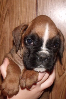 allevamento_cani_boxer_degli_scarronzoni_cuccioli_disponibili_livorno_toscana_italia